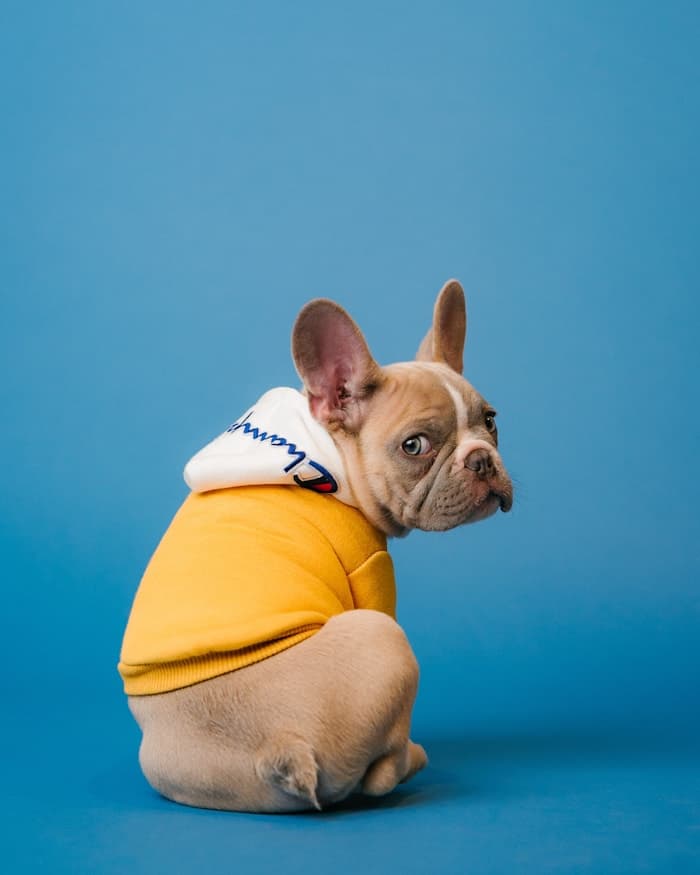 Milo, en adopción