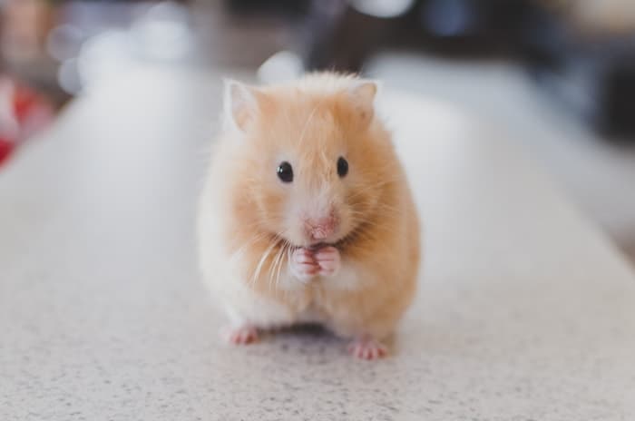 Tito, en adopción
