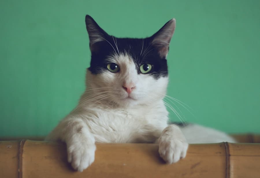Gato mirando