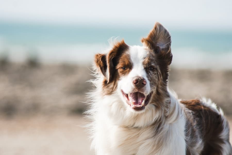 Perro feliz